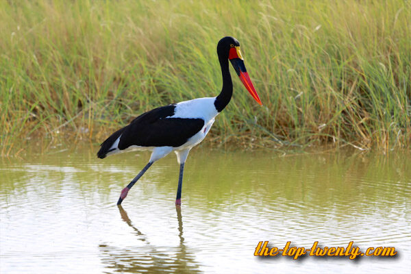 Sattelstorch